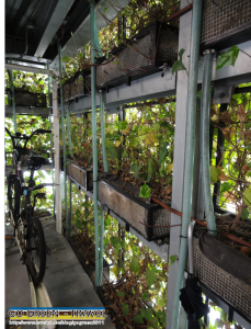 圖片8