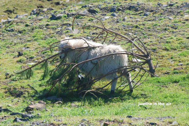 sj Iceland2007 10_0295