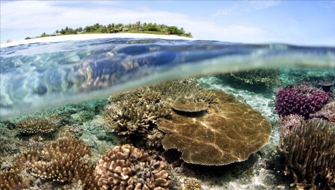 Namotu coral
