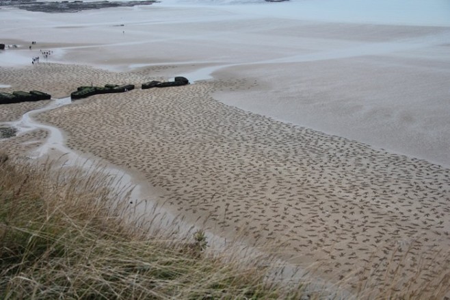 sand-1