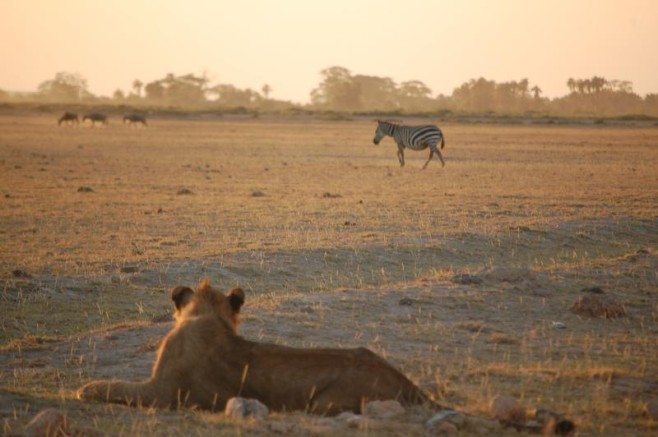Lion and zebra
