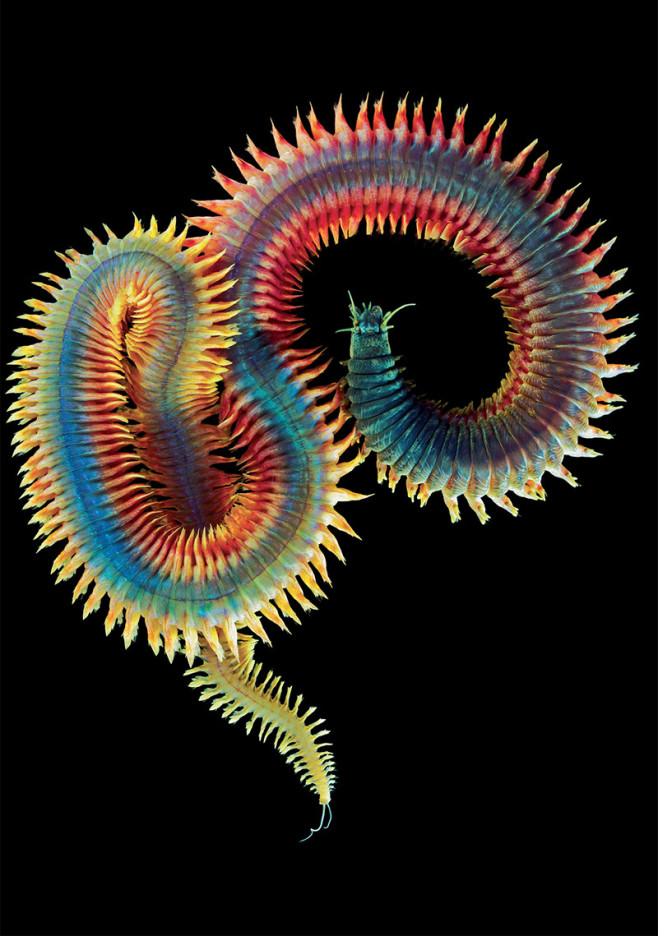 animal-1