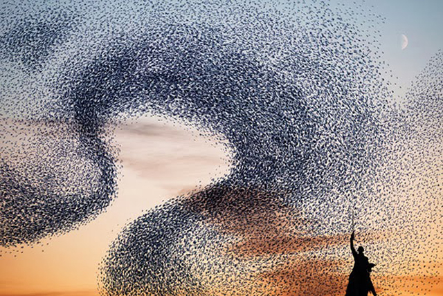 14-A-Ballet-Performed-by-Birds7