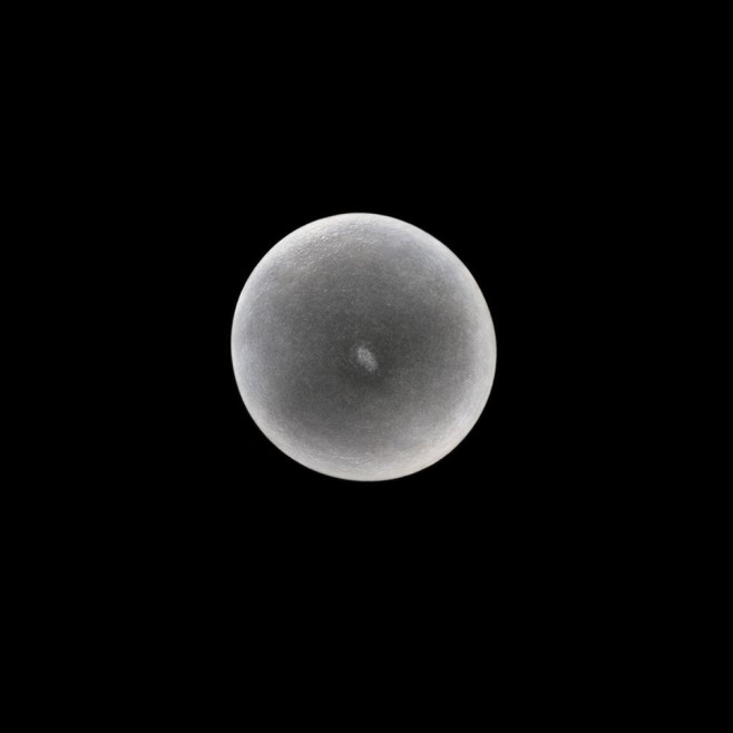 Phenom-equinimity-Flach-embryo-963