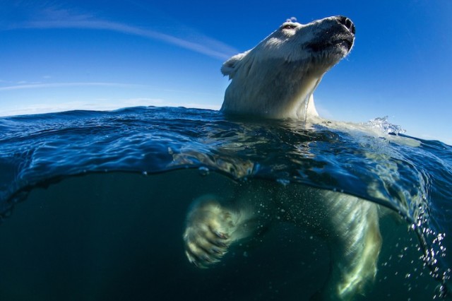 Polar-Bear-Photography-640x426