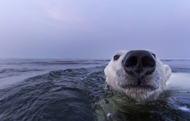 Polar-Bear-Photography10-640x408