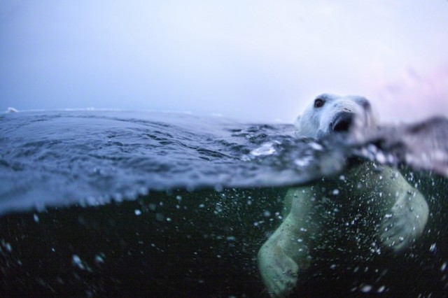 Polar-Bear-Photography11-640x426