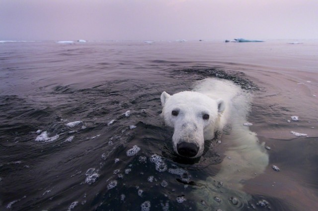 Polar-Bear-Photography12-640x426