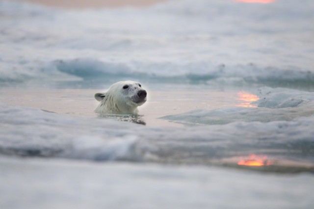 Polar-Bear-Photography13-640x426