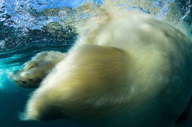 Polar-Bear-Photography3-640x426