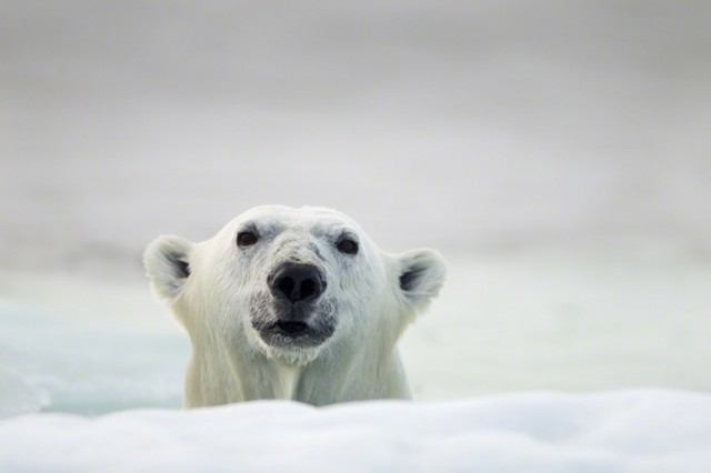 Polar-Bear-Photography4-640x426