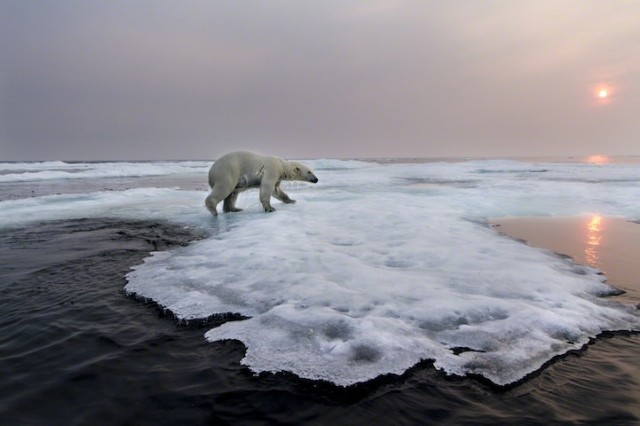 Polar-Bear-Photography6-640x426