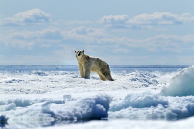 Polar-Bear-Photography7-640x426