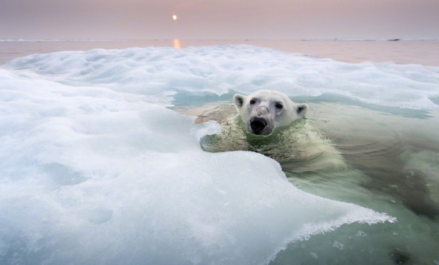 Polar-Bear-Photography9-640x387