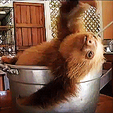 anigif_enhanced-buzz-12469-1387910330-3