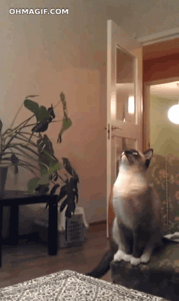 anigif_enhanced-buzz-22453-1387315554-4