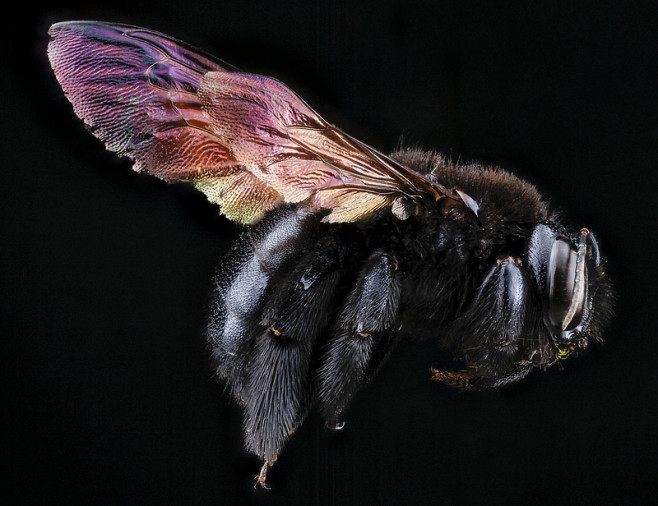 bee-10