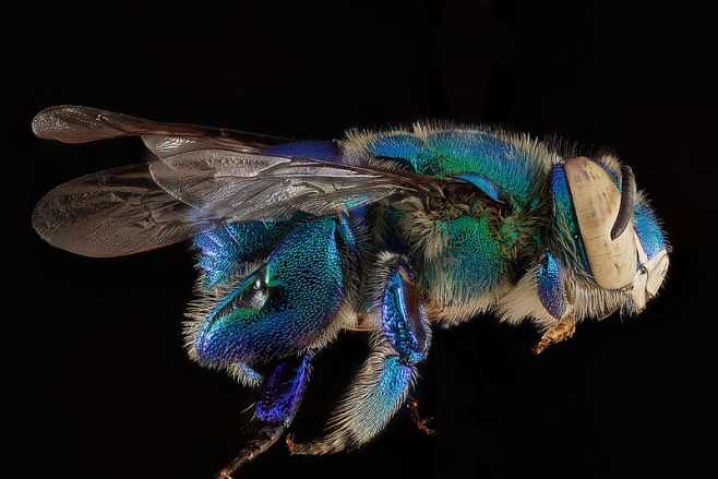bee-2