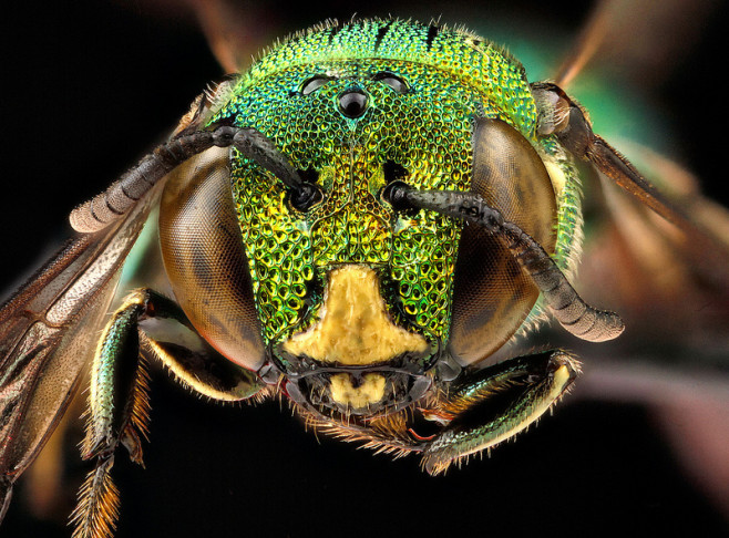 bee-3