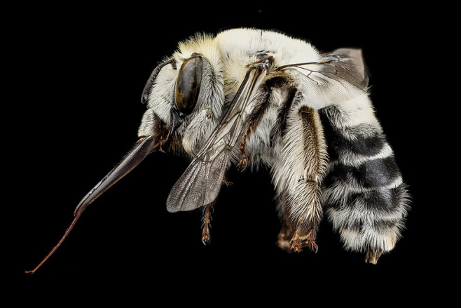 bee-4