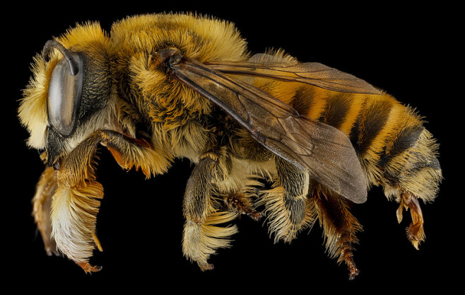 bee-5