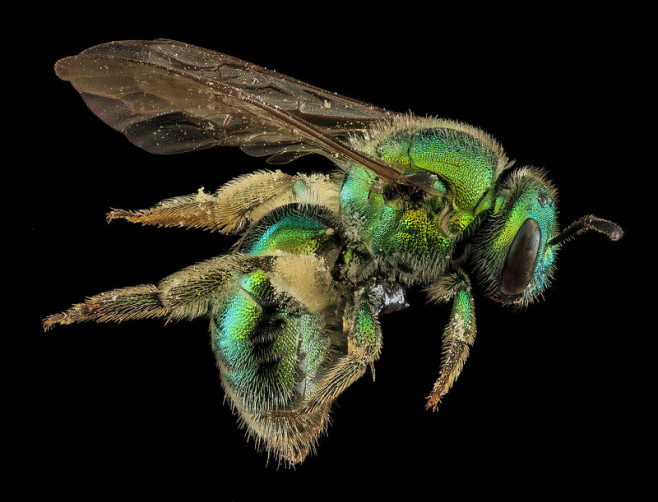 bee-6