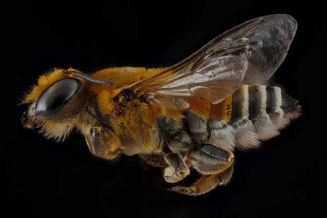 bee-7