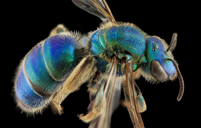 bee-8