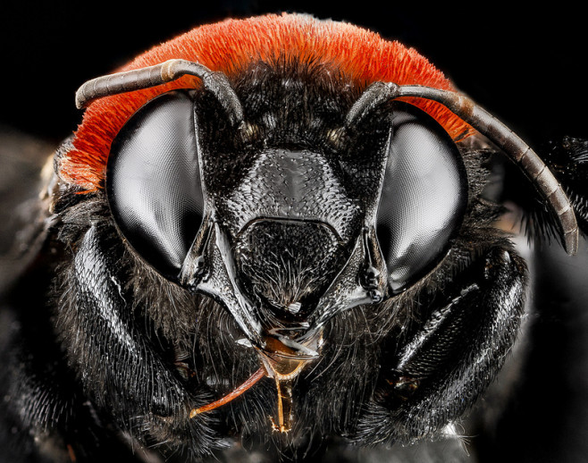 bee-9
