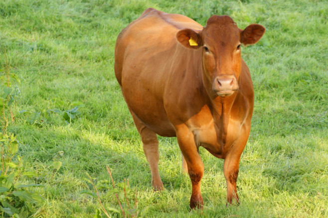 cow-animal-high-definition-wallpapers-cool-desktop-backgrounds-widescreen