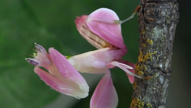 orchid-1