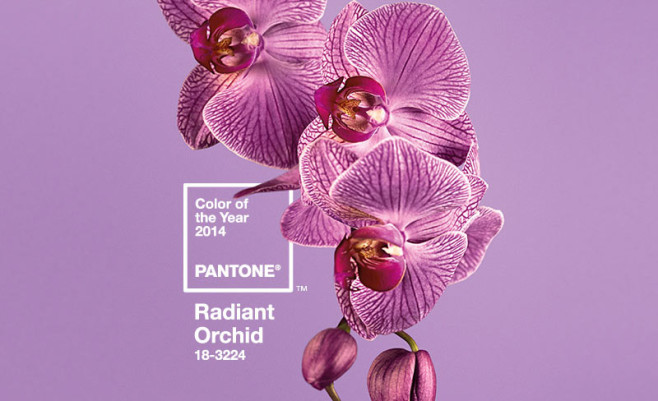purple19