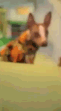 anigif_original-grid-image-2552-1389906013-12