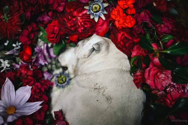 dogburial06