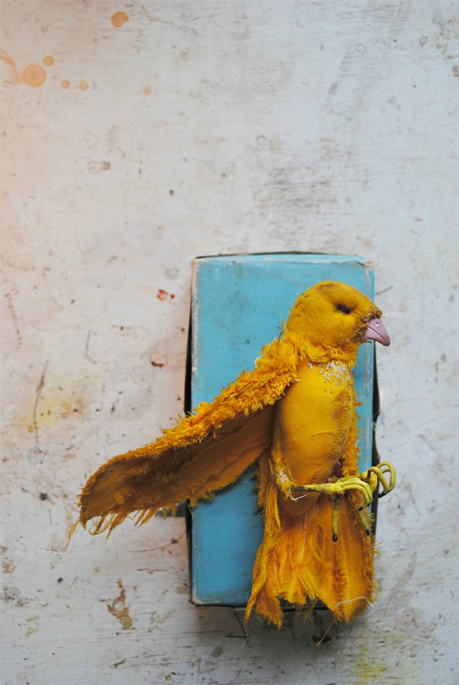 finch-2