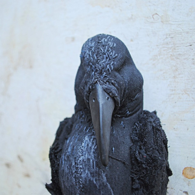 finch-8