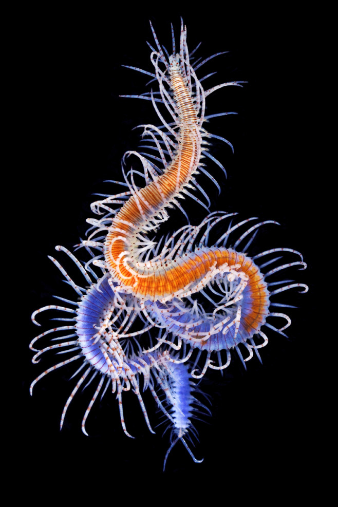 2436-Syllidae-7s