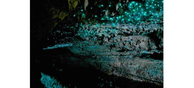 Glowworm-Cave-920x422