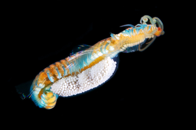 Polychaete-Syllidae-unidentified-2