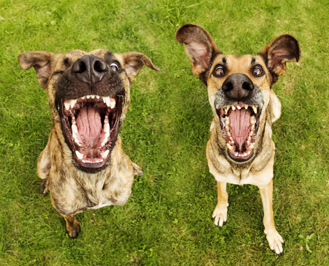 dog-10