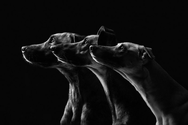 dog-12