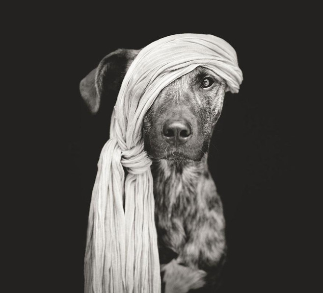 dog-13