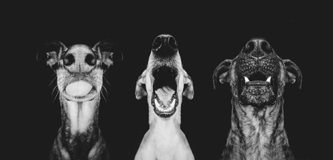 dog-2