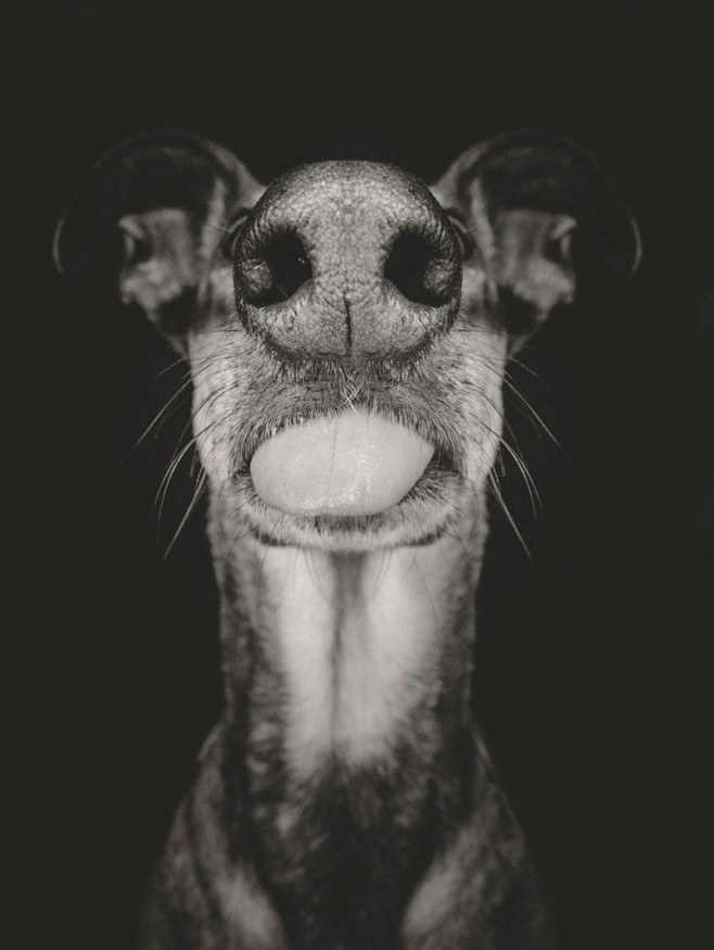 dog-5