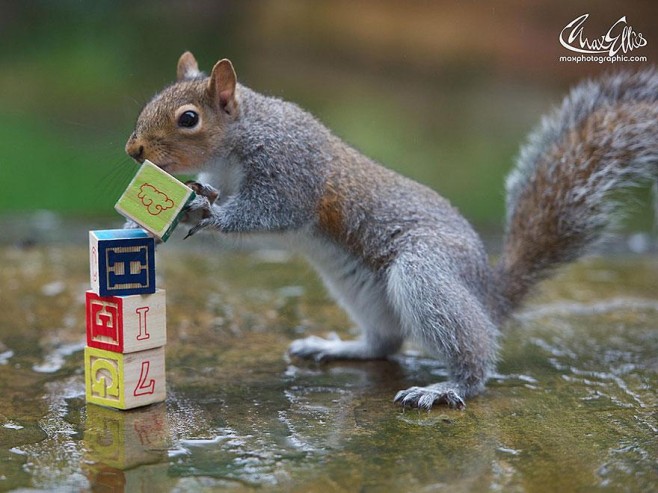 Squirrel-Warhol-by-Max-Ellis10