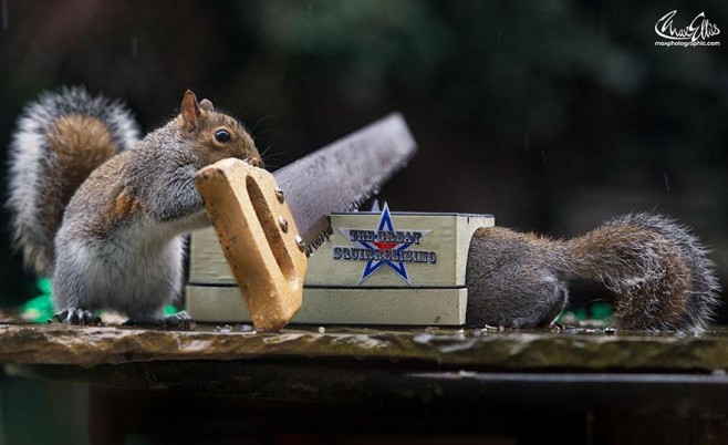 Squirrel-Warhol-by-Max-Ellis11