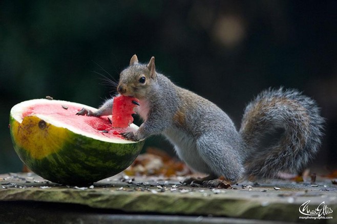 Squirrel-Warhol-by-Max-Ellis12