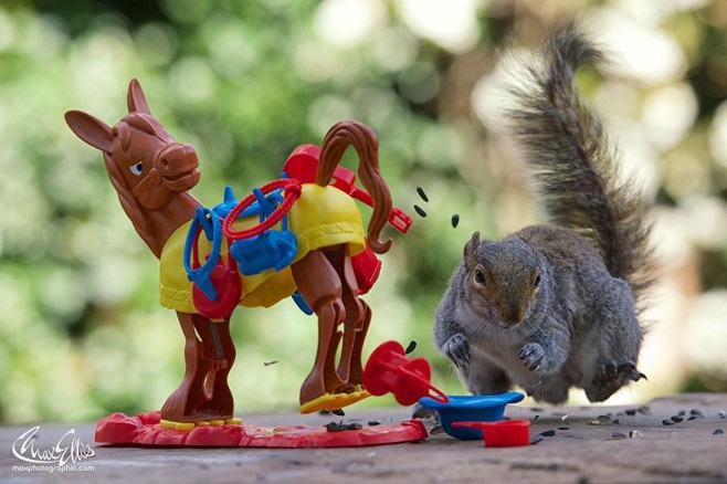 Squirrel-Warhol-by-Max-Ellis14