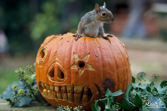 Squirrel-Warhol-by-Max-Ellis15