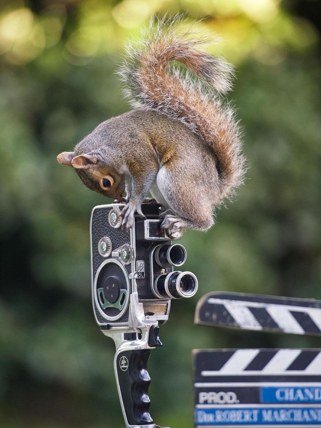 Squirrel-Warhol-by-Max-Ellis2